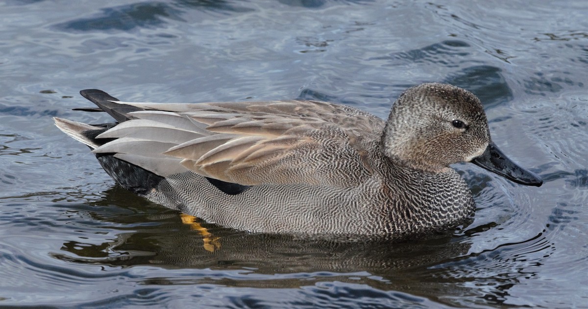 Gadwall (Common) - ML205550021