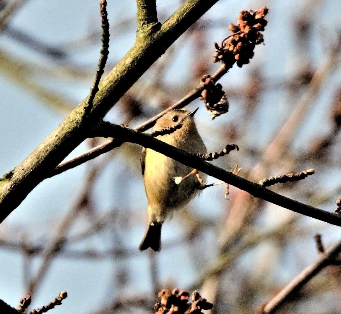 Goldcrest (European) - ML205550031