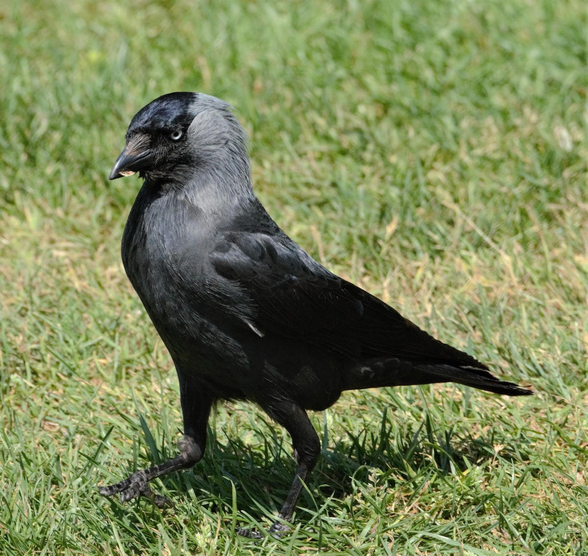 Eurasian Jackdaw - ML205550121