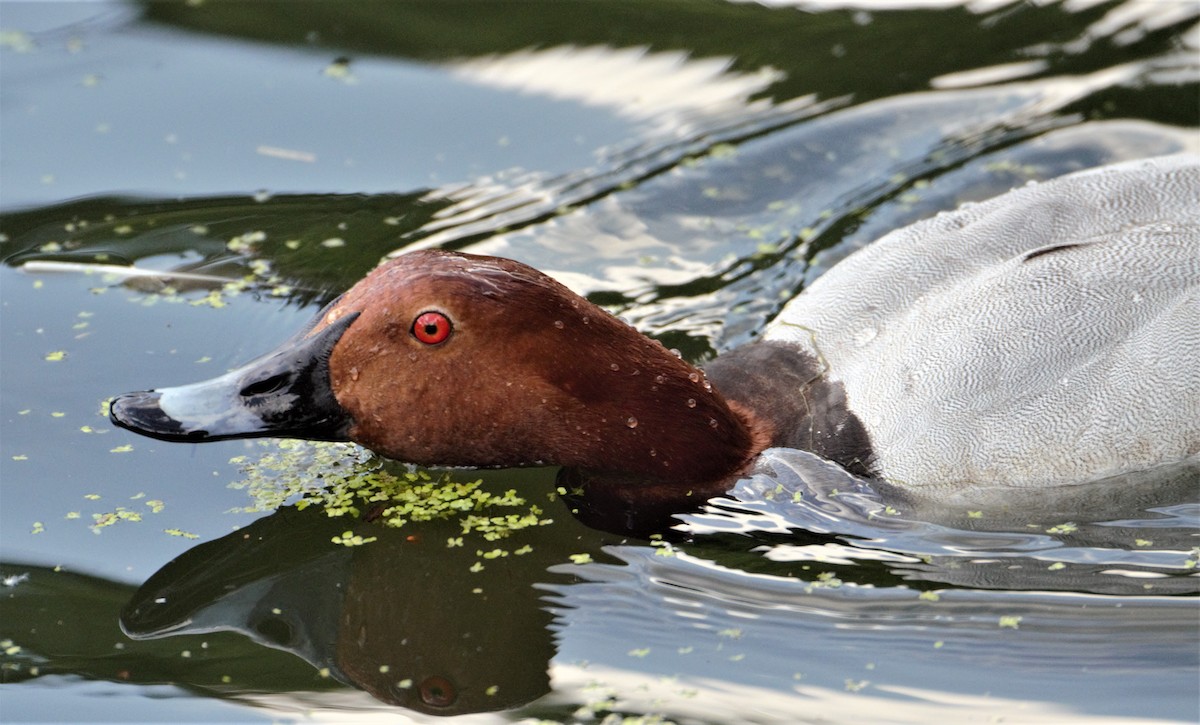 Common Pochard - Nicholas Talbot