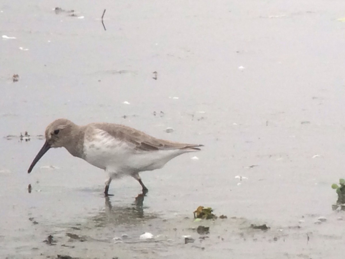 Dunlin - ML20555091