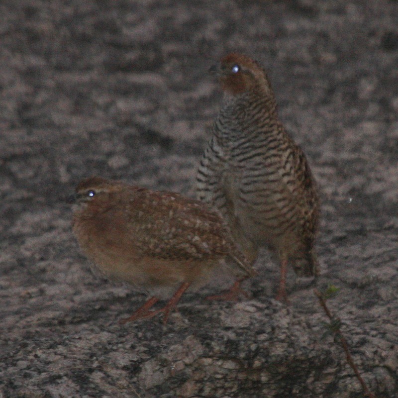Rock Bush-Quail - ML205551301
