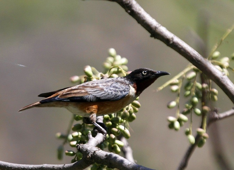 Spot-winged Starling - ML205551361