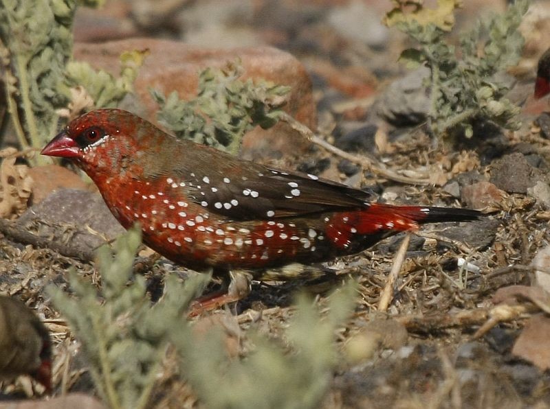 Red Avadavat - Jugal Tiwari