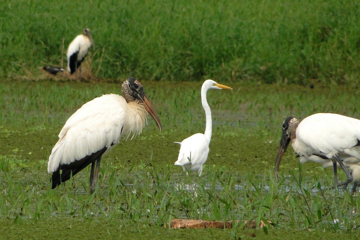 Wood Stork - ML205554311