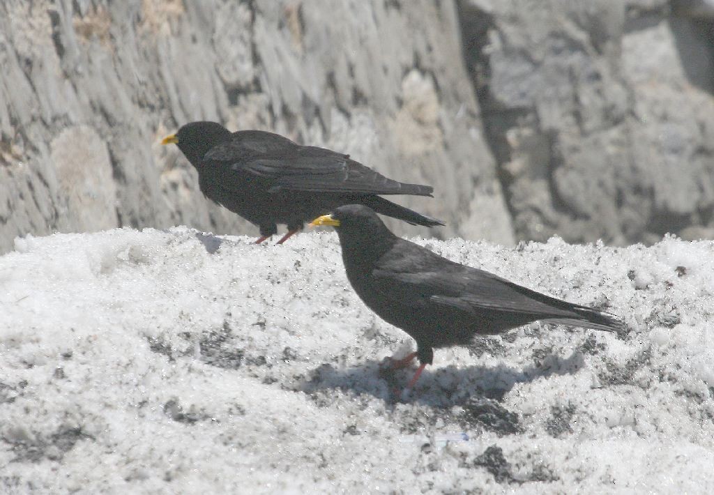 Yellow-billed Chough - ML205556041