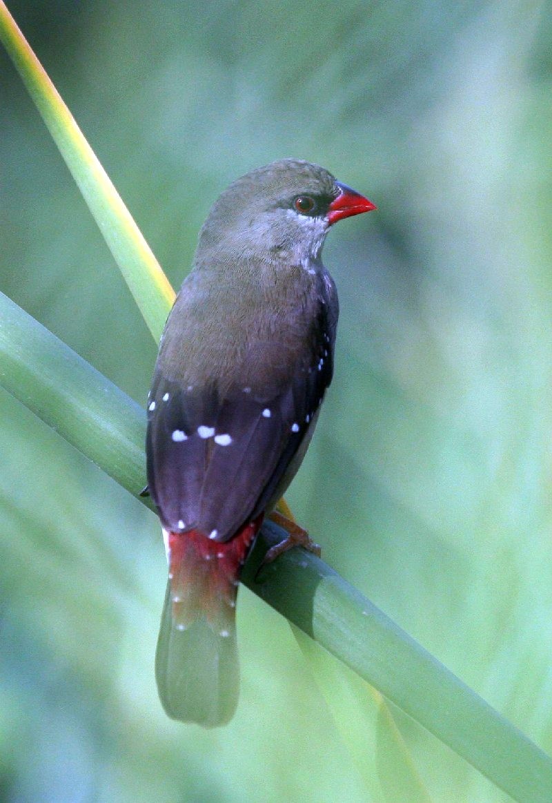 Red Avadavat - Jugal Tiwari