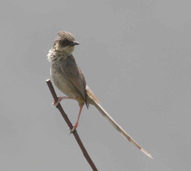 Prinia del Himalaya - ML205556091