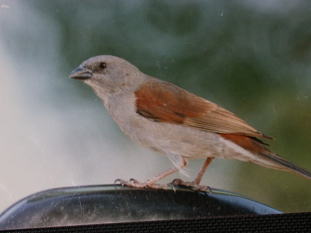 Northern Gray-headed Sparrow - ML205556231