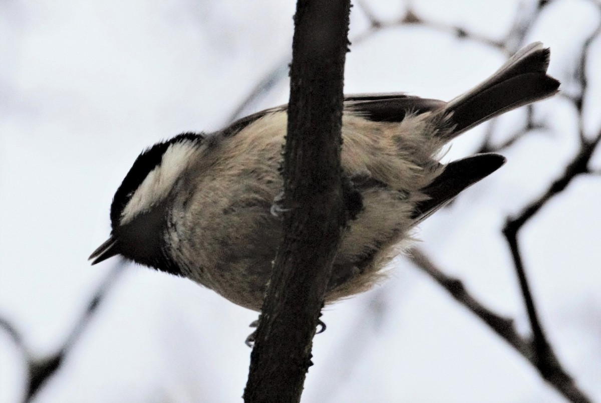 Mésange noire (britannicus/hibernicus) - ML205557101