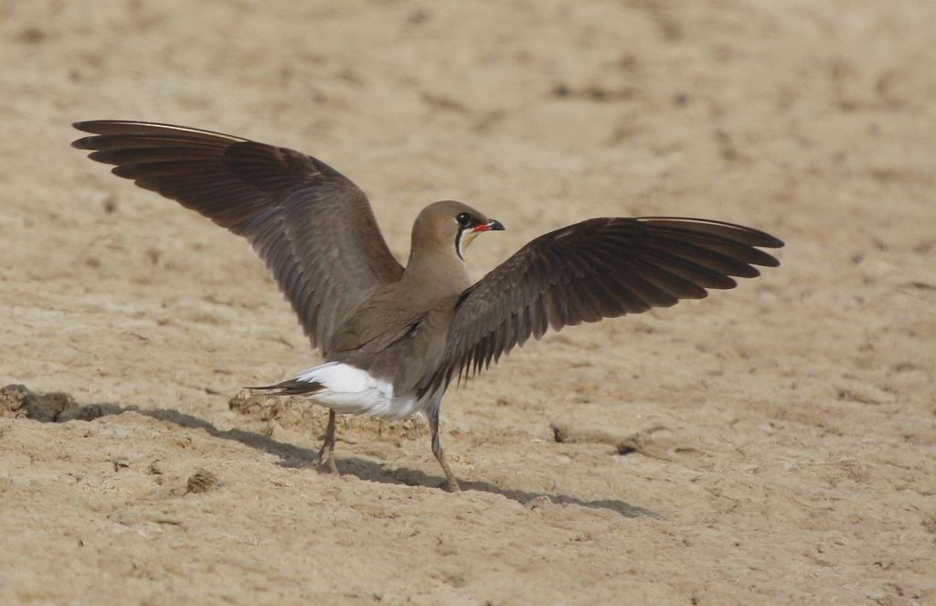 Oriental Pratincole - ML205558221