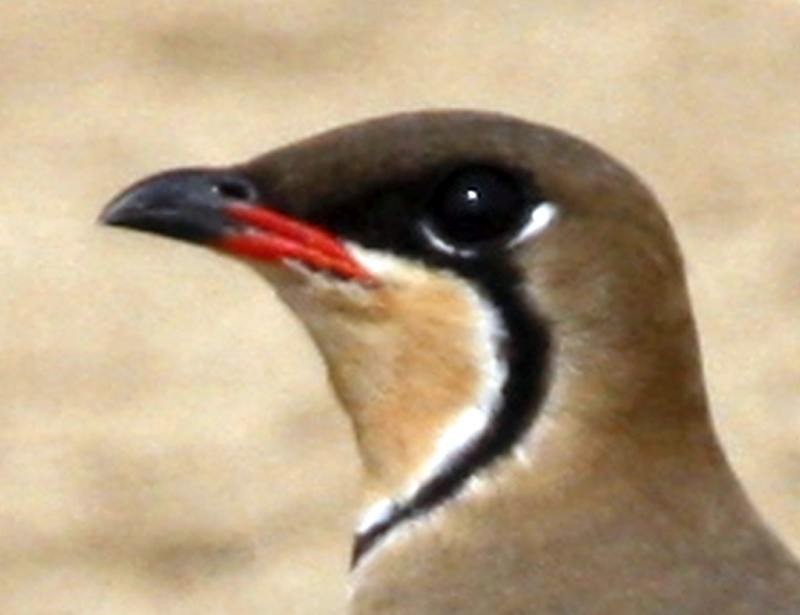 Oriental Pratincole - ML205558231