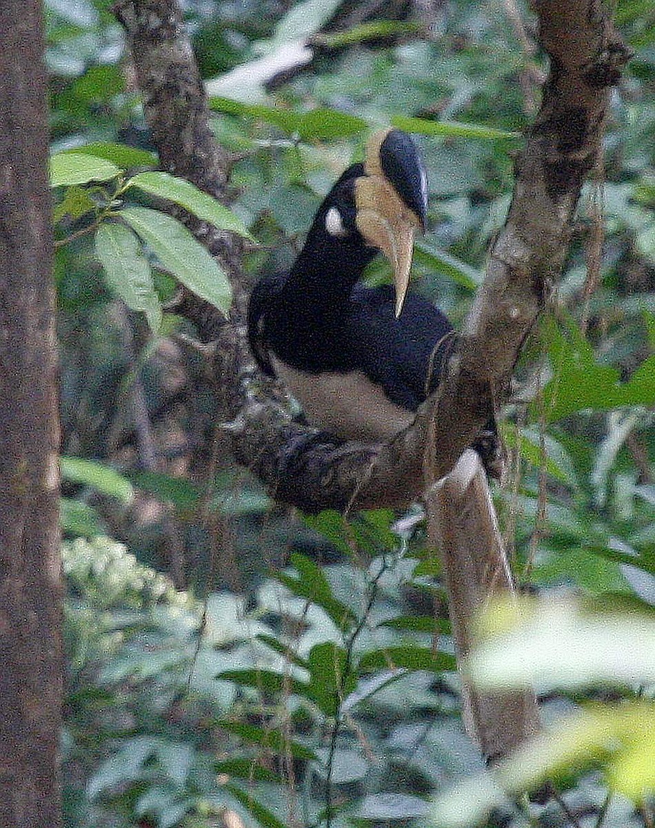 Malabar Pied-Hornbill - ML205558341