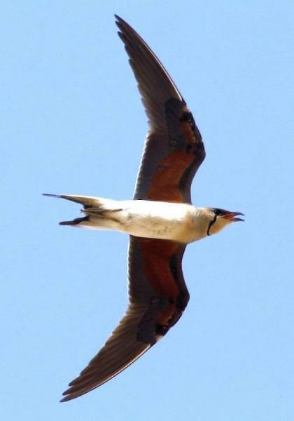 Collared Pratincole - ML205558381