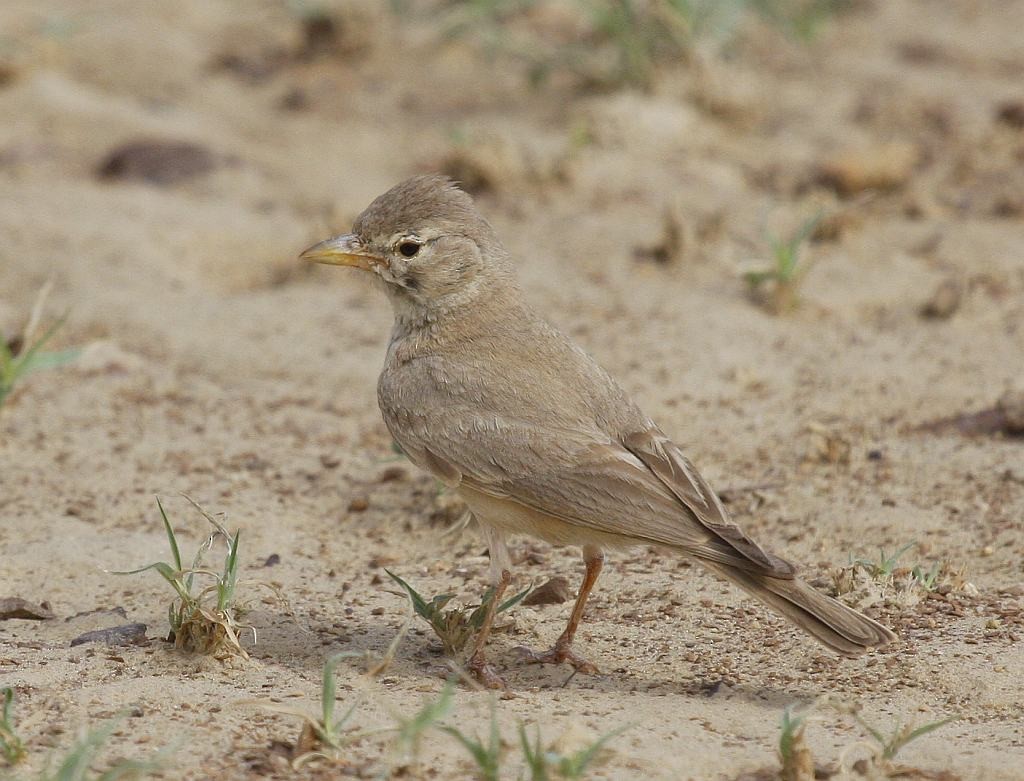 Desert Lark - Jugal Tiwari