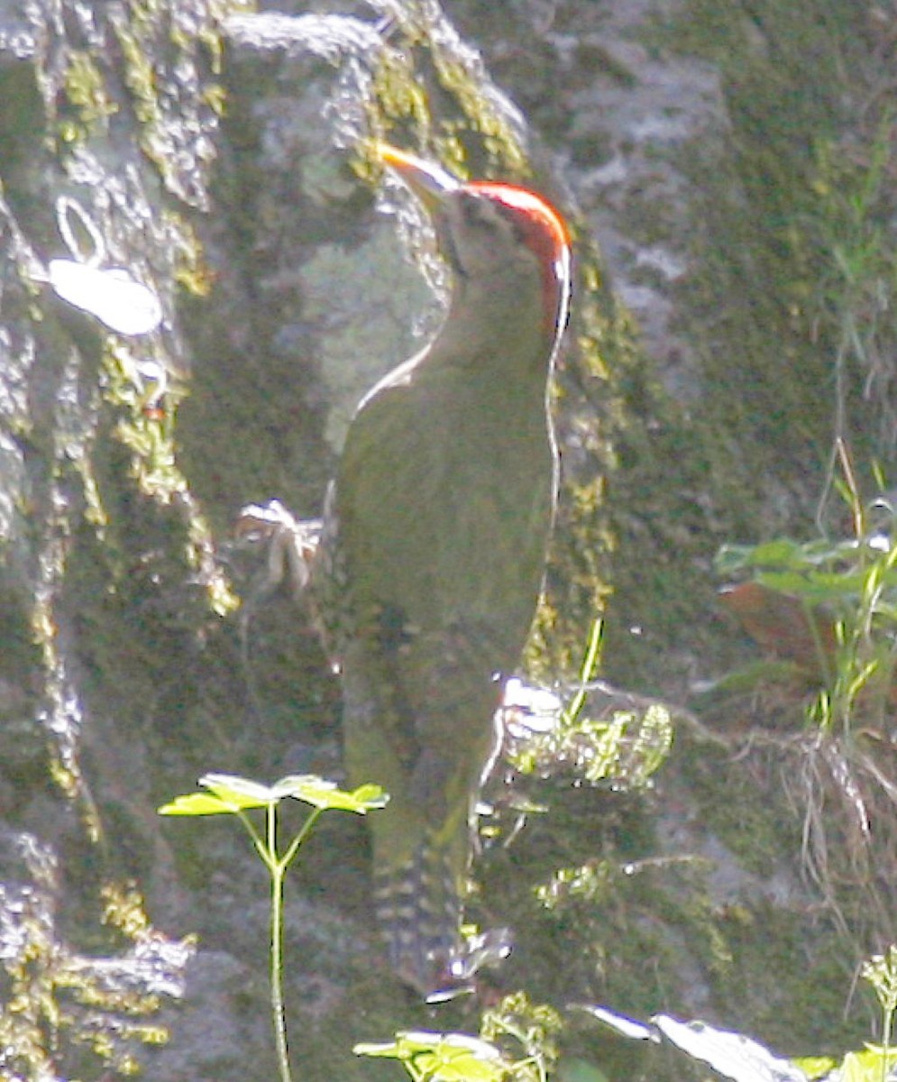 Scaly-bellied Woodpecker - Jugal Tiwari