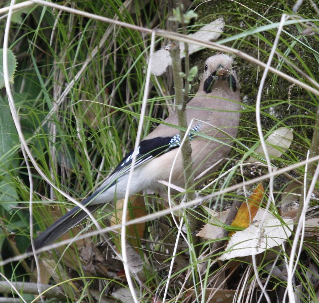 Eurasian Jay (Himalayan) - ML205558641