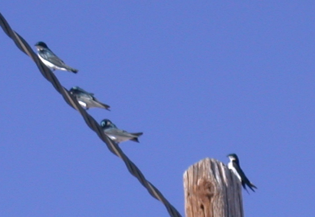 Tree Swallow - ML205558771