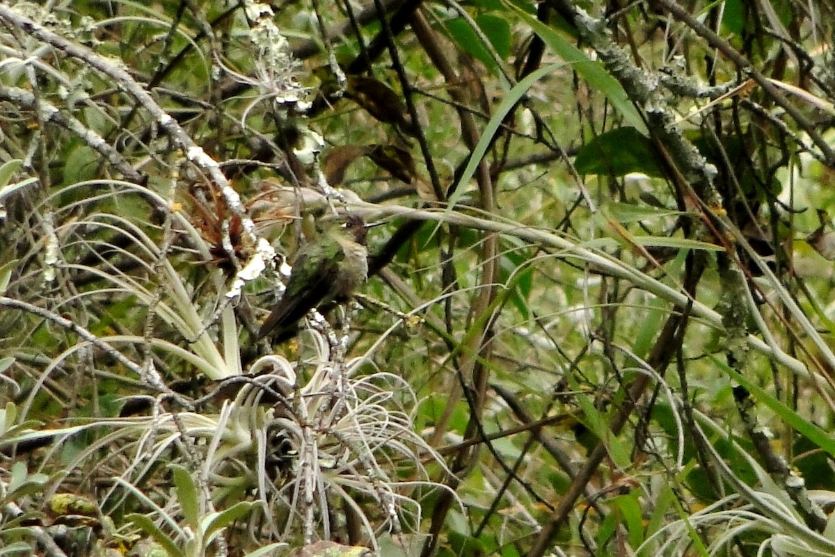 kolibřík dřišťálový - ML205559231