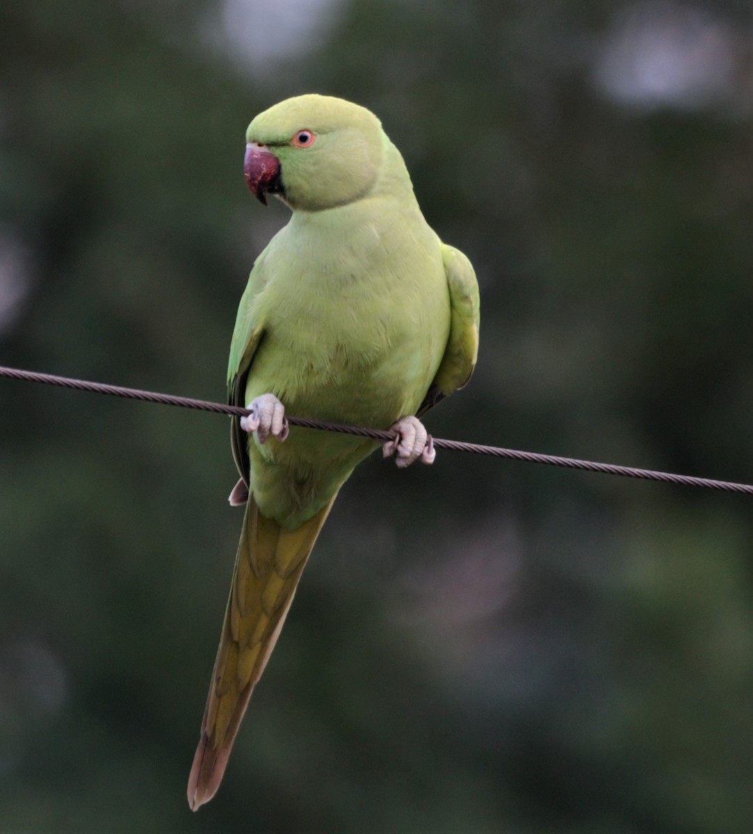 Rose-ringed Parakeet - ML205559331