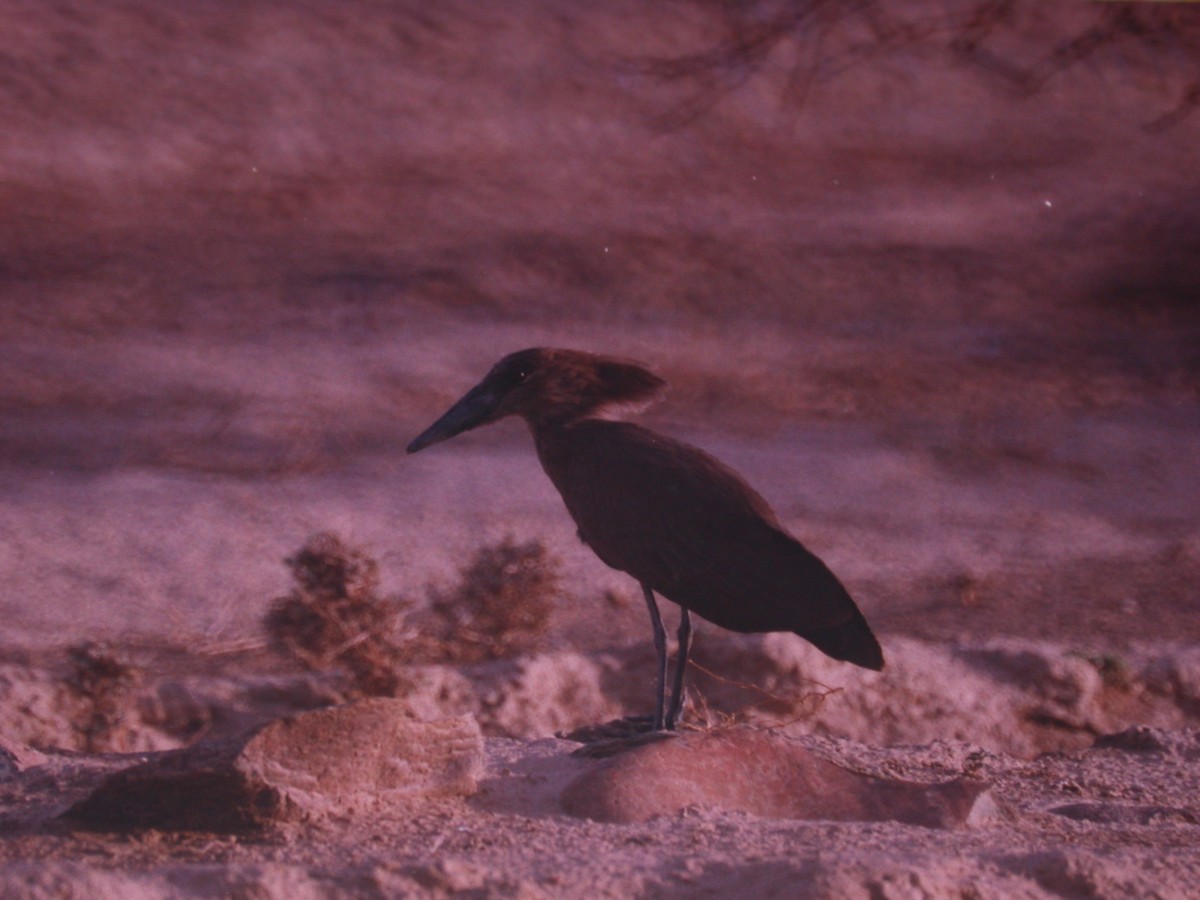 Hamerkop - ML205560661