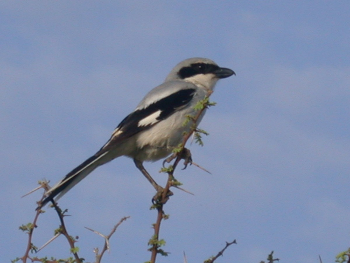 Great Gray Shrike (Arabian) - Jugal Tiwari