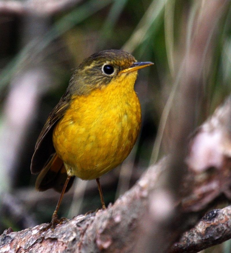 Golden Bush-Robin - ML205560861