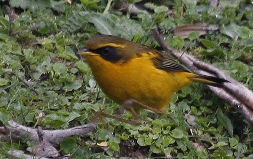 Golden Bush-Robin - ML205560871