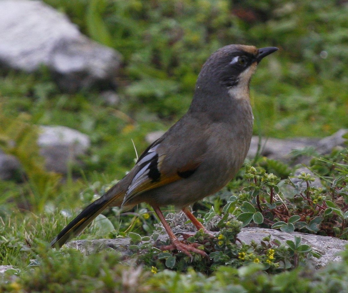 Variegated Laughingthrush - ML205560891