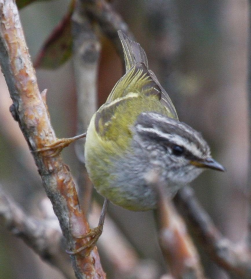 Ashy-throated Warbler - ML205560921