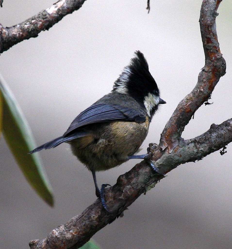 Rufous-vented Tit - ML205561141