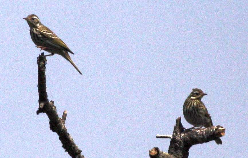 Olive-backed Pipit - ML205561151
