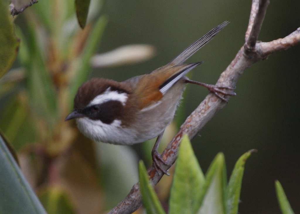 White-browed Fulvetta - ML205561161