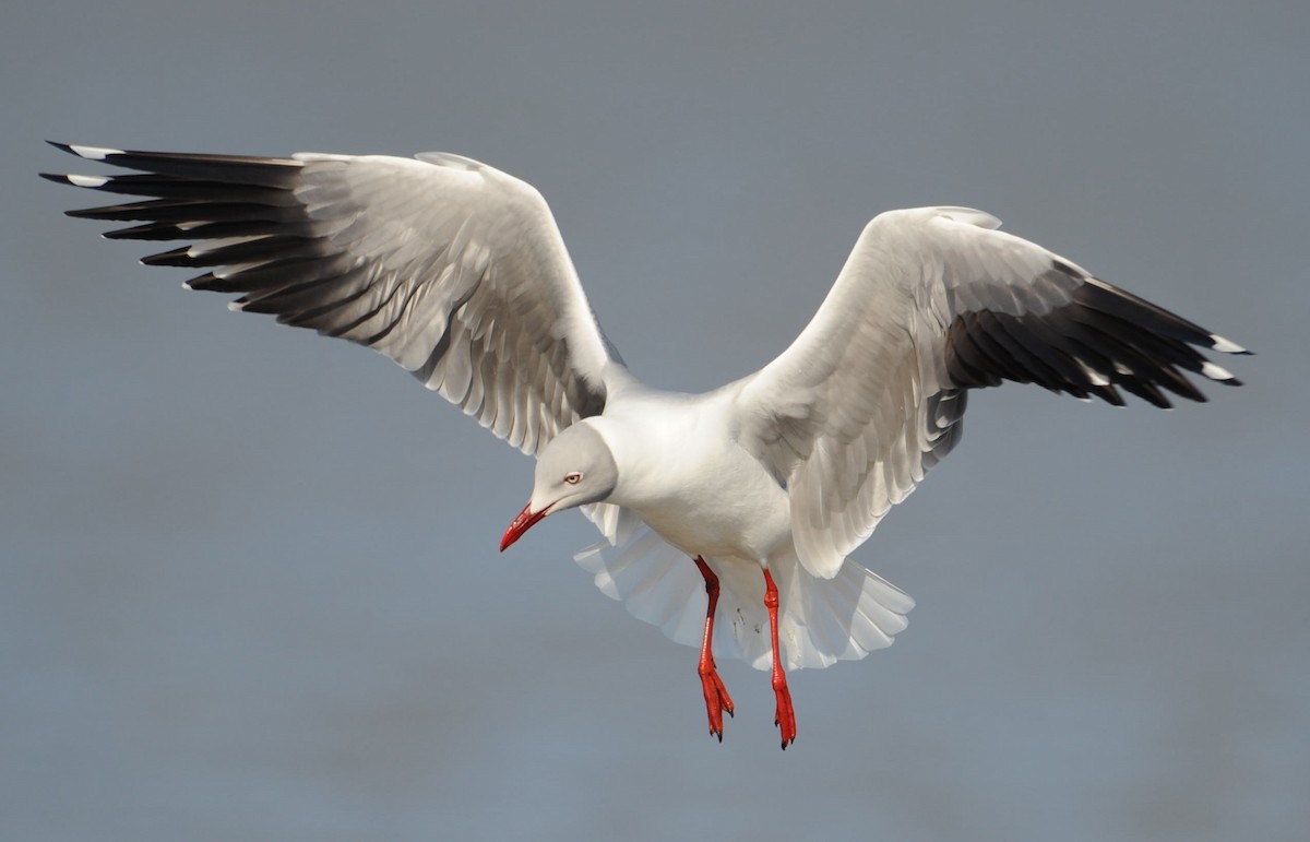 Gray-hooded Gull - ML205562111