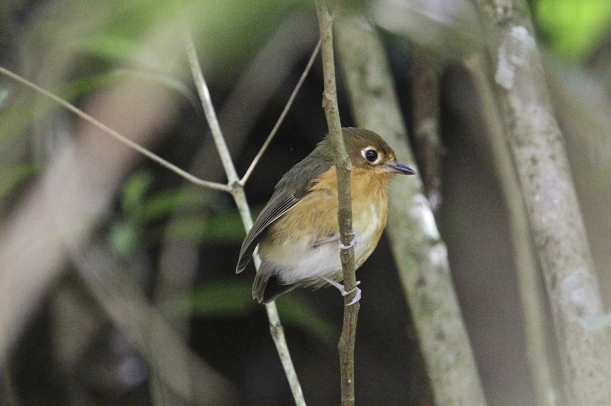 チャムネヒメジアリドリ（ferrugineipectus） - ML205562331