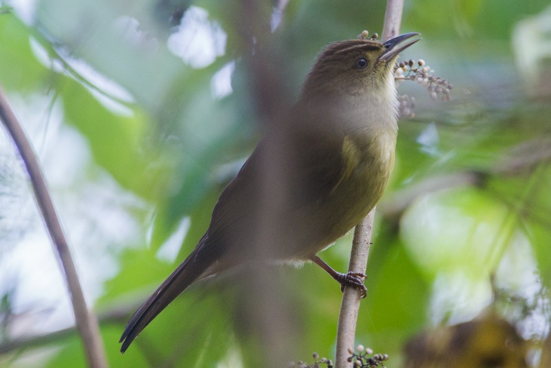 Cachar Bulbul - ML205562771