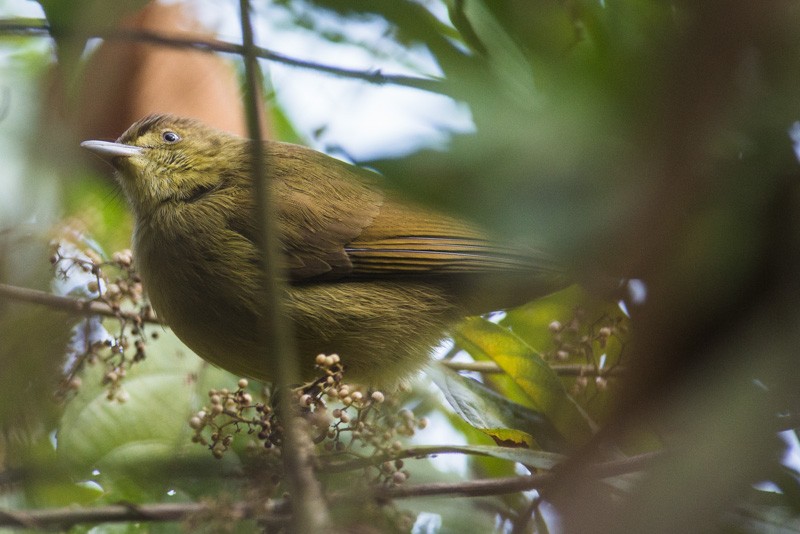 Cachar Bulbul - ML205562791