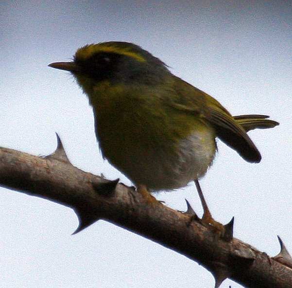 Black-faced Warbler - ML205563051