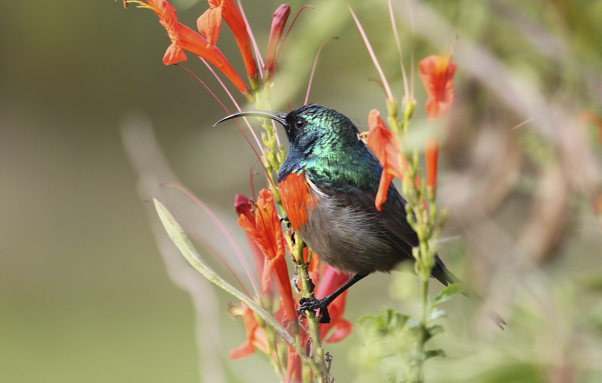 Greater Double-collared Sunbird - ML205564121