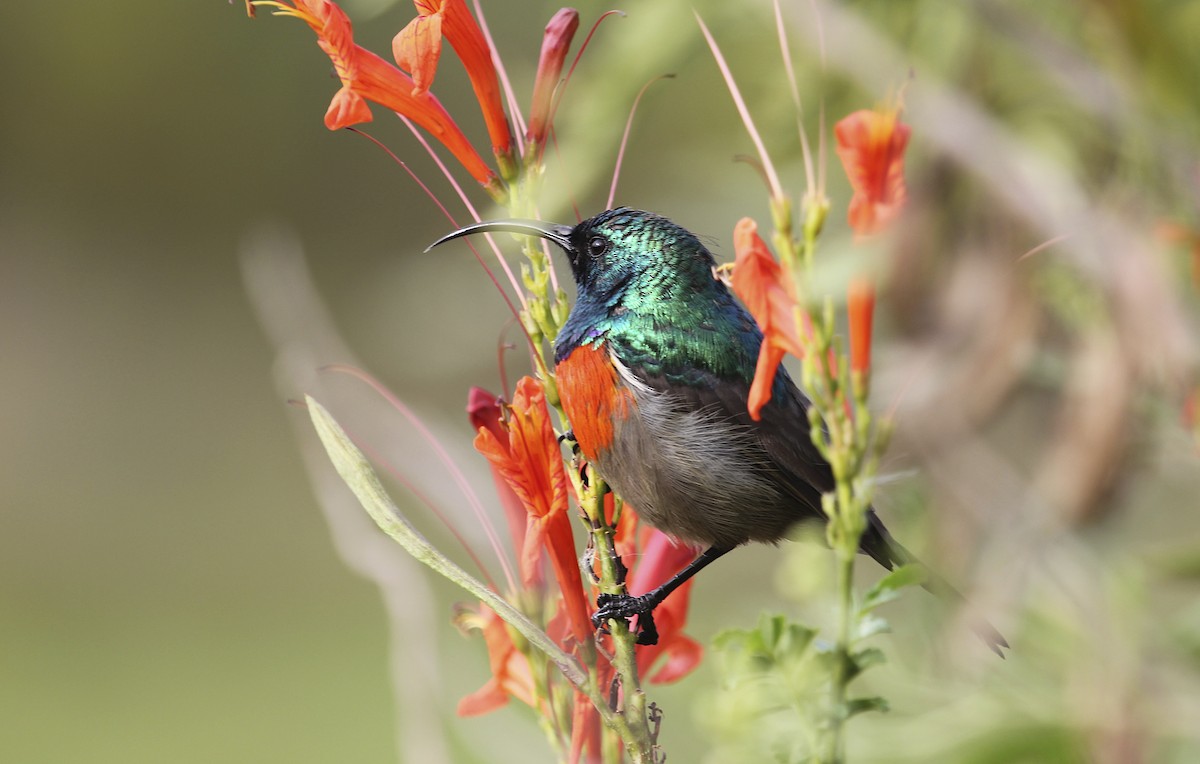 Greater Double-collared Sunbird - David Brassington