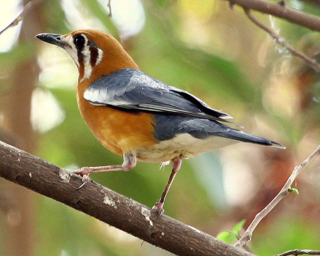 Orange-headed Thrush - jayant atrey