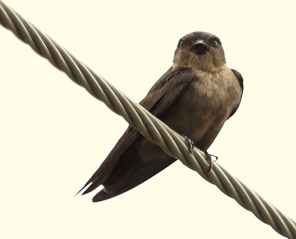 Dusky Crag-Martin - jayant atrey