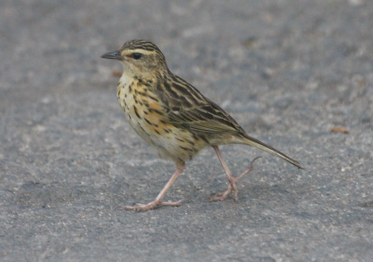 Nilgiri Pipit - ML205565121