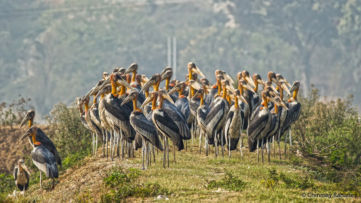 Greater Adjutant - Chinmay Rahane