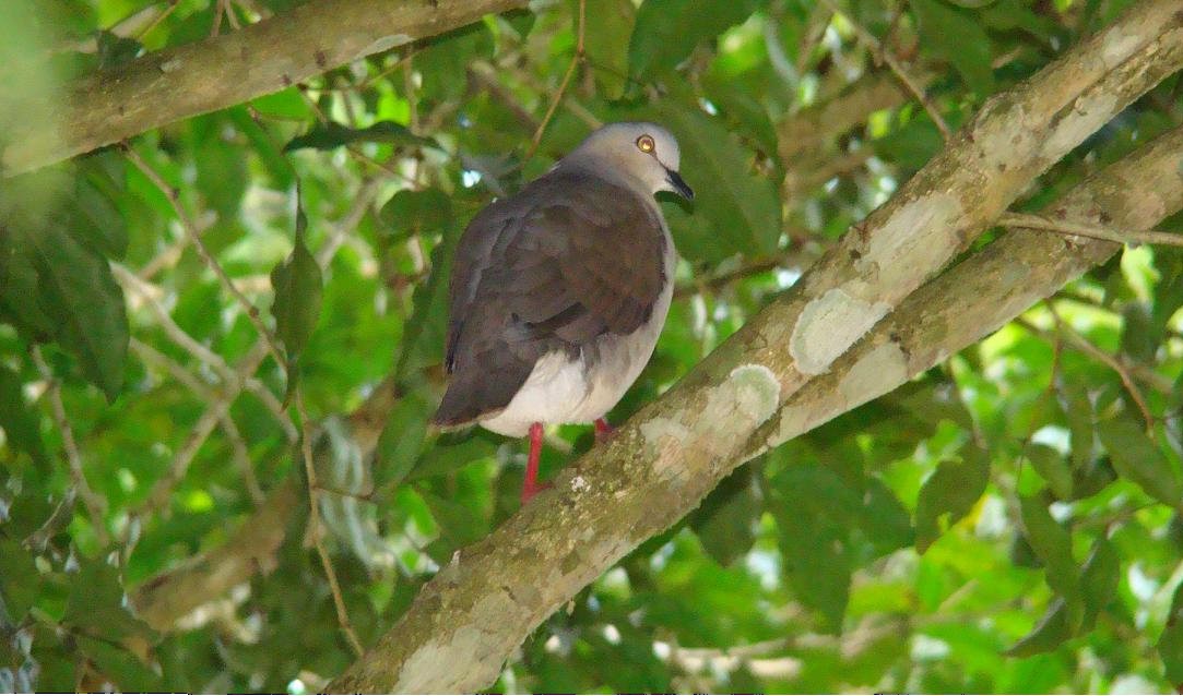 Gray-headed Dove (Gray-headed) - Hector Gomez de Silva