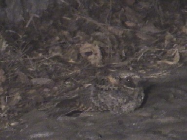 Buff-collared Nightjar - ML205565581