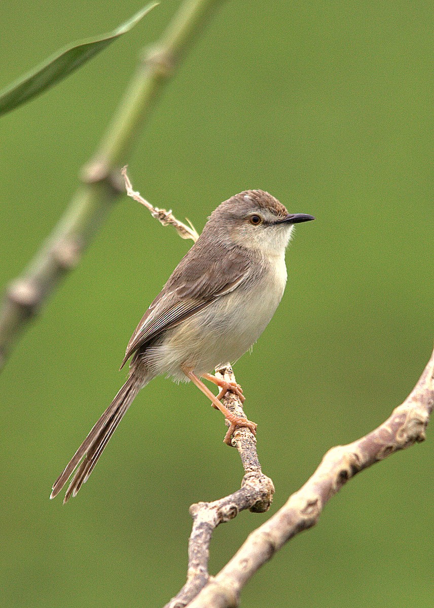 Plain Prinia - ML205566901