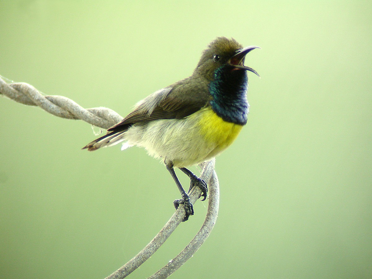 Newton's Sunbird - Phil Tizzard