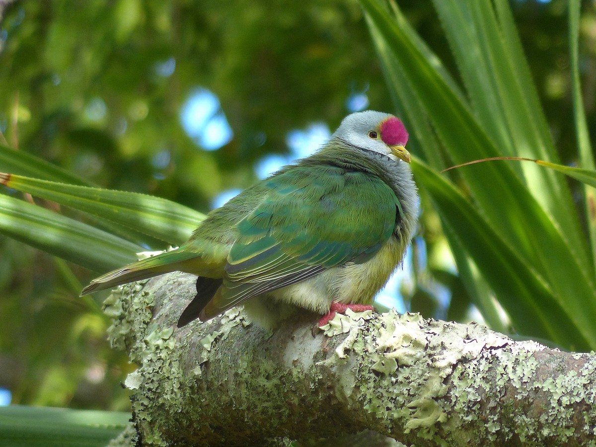 Henderson Island Fruit-Dove - Phil Tizzard