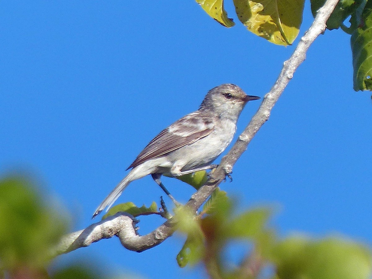 Henderson Island Reed Warbler - ML205567291